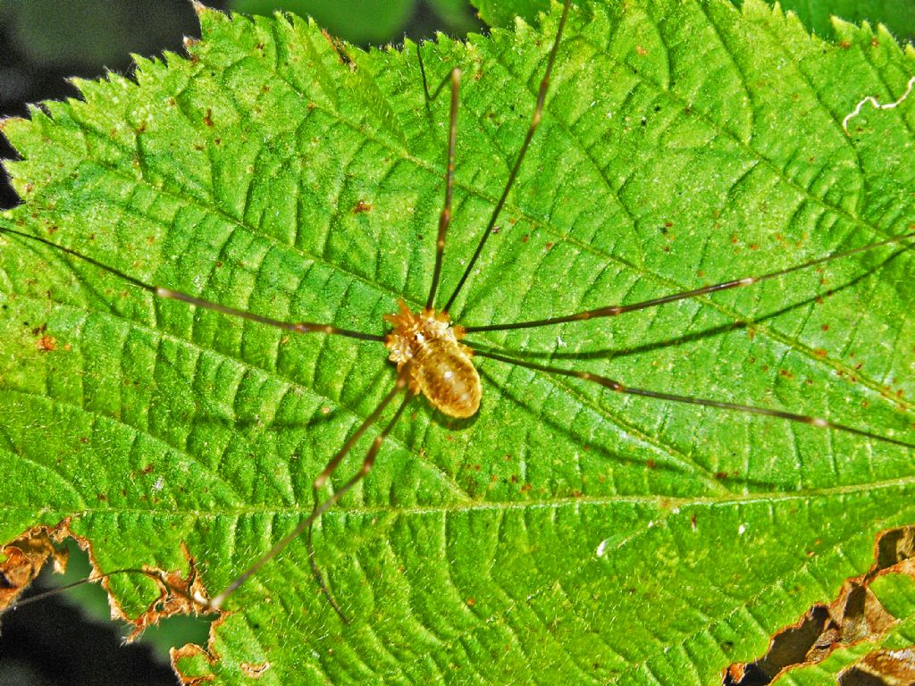Opilio canestrinii (Phalangiidae)